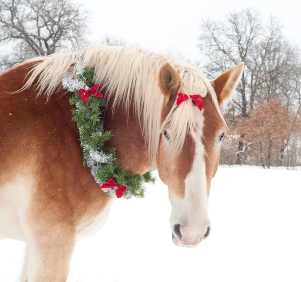 贈り物の馬 - クリスマスの花輪を持つベルギーのドラフト馬 — ストック写真