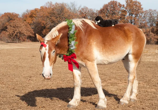 Симпатичное изображение огромной бельгийской драфт-лошади в рождественском венке — стоковое фото