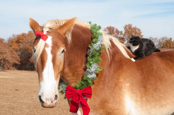 クリスマスの花輪を身に着けて大規模なベルギーのドラフト馬のクローズ アップ イメージ — ストック写真