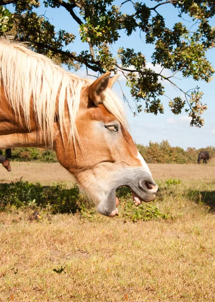 Уставшая бельгийская драфтовая лошадь зевает — стоковое фото