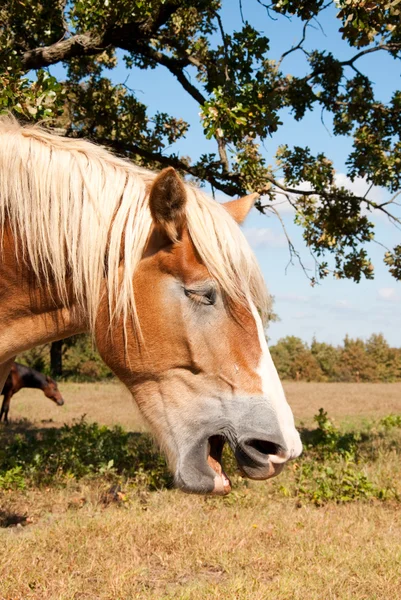 Comical image of a yawning Belgian Draft horse — Stock Photo, Image