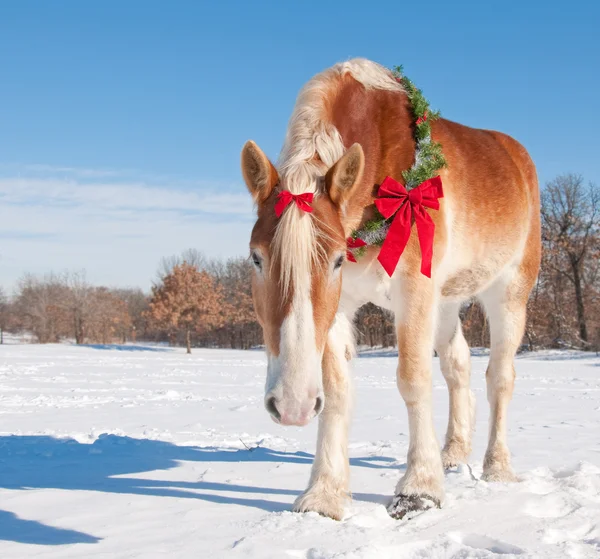 Beau cheval de trait belge portant une couronne de Noël — Photo