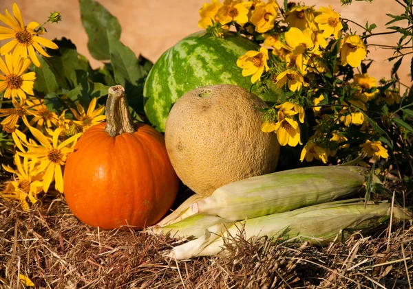 Pumpa, majs och meloner på hö mot rustika bakgrund — Stockfoto