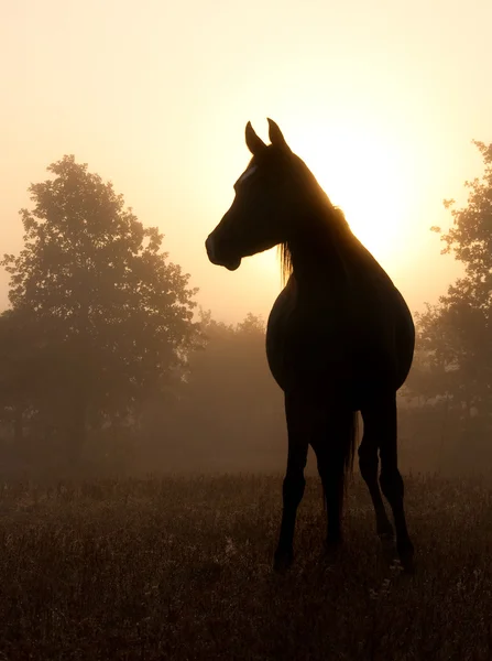 Cavalo árabe refinado em nevoeiro pesado contra o sol nascente — Fotografia de Stock