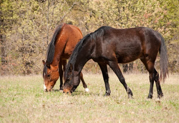 Dois cavalos em pasto de primavera ensolarado — Fotografia de Stock