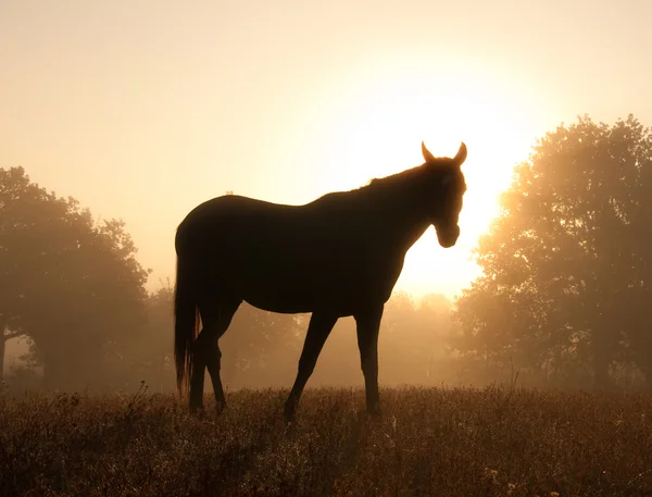 Silhouette of an Arabian horse against sunrise in heavy fog — Stock Photo, Image