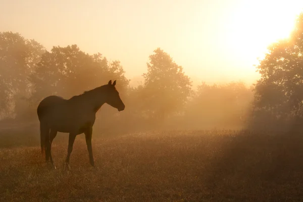 Silhueta de um belo cavalo árabe contra o nascer do sol — Fotografia de Stock