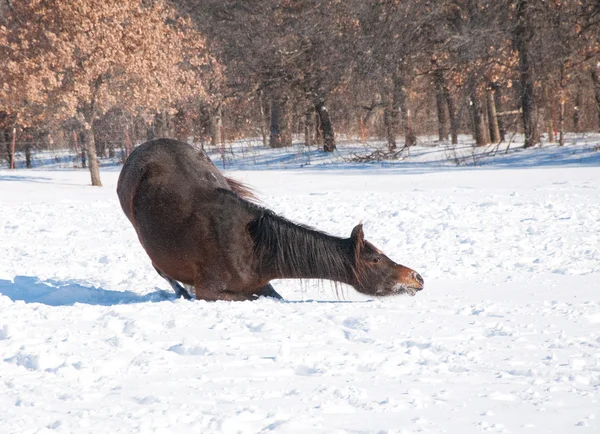 Pferd legt sich hin, um eine gute Rolle im Schnee zu beginnen — Stockfoto