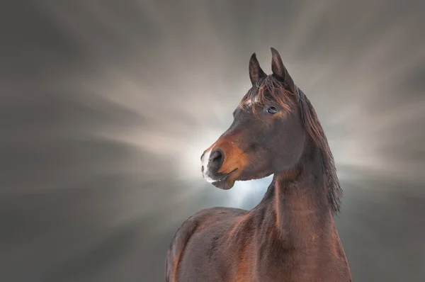 Handsome Arabian horse against dramatic clouds — Stock Photo, Image