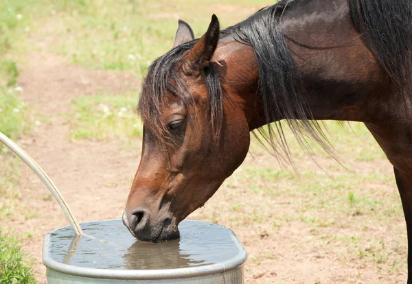 Donkere baai Arabische paard drinken uit water trog — Stockfoto
