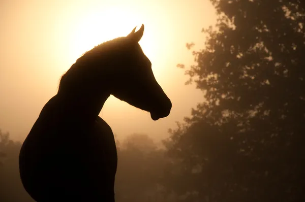 Σιλουέτα του μια όμορφη αραβικό άλογο — Φωτογραφία Αρχείου