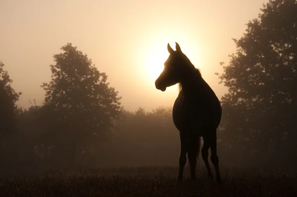 Edele Arabische paard silhouet tegen zonsopgang door zware mist — Stockfoto