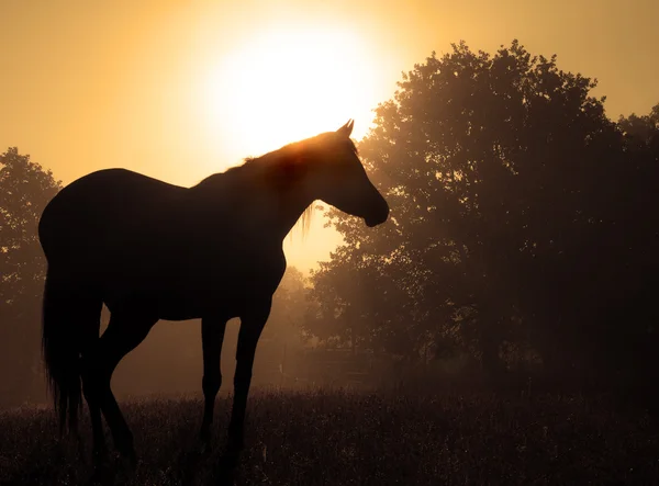 Красивый образ арабской лошади, силуэт против восходящего солнца — стоковое фото