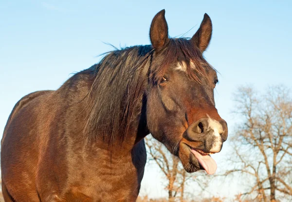 Vicces kép-ból egy sötét bay horse ásítás — Stock Fotó