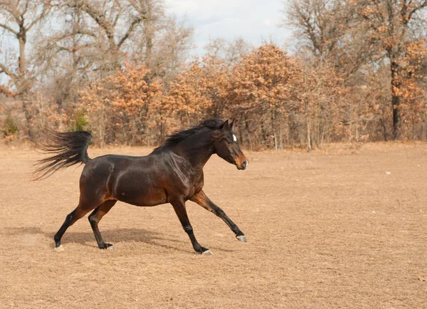 Belo cavalo árabe baía escura galopando — Fotografia de Stock