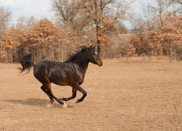 Baia scura Cavallo arabo galoppante attraverso pascolo caduta — Foto Stock
