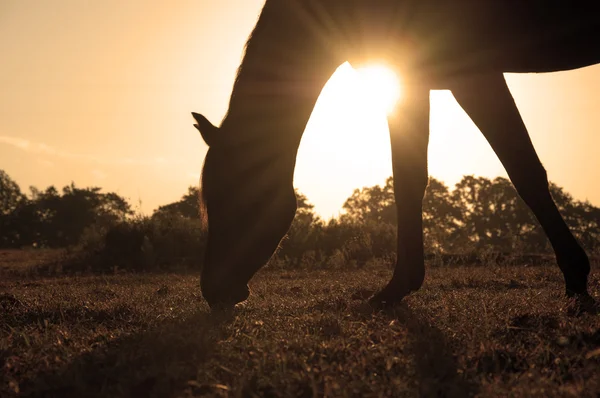 Cavallo arabo al pascolo sagomato contro il sole nascente in tono seppia — Foto Stock