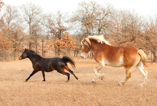 Dois cavalos que correm em um pasto de queda — Fotografia de Stock