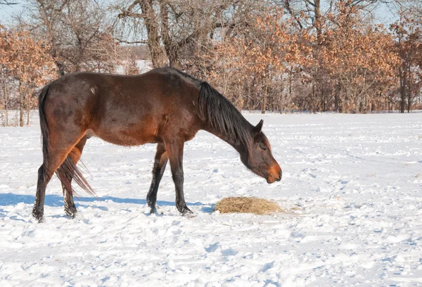 在雪中吃他干草的暗枣红马 — 图库照片