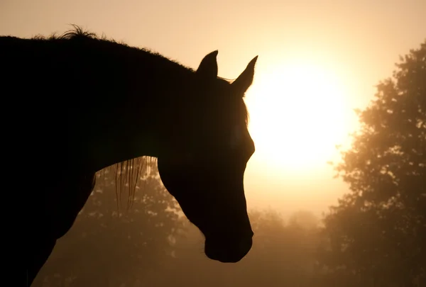 Sylwetka konia arabskiego napping w gęstej mgle — Zdjęcie stockowe