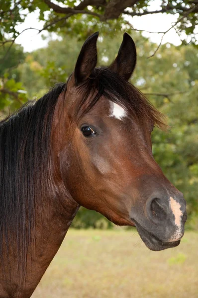 Bella baia scura cavallo arabo con una stella e un taglio — Foto Stock