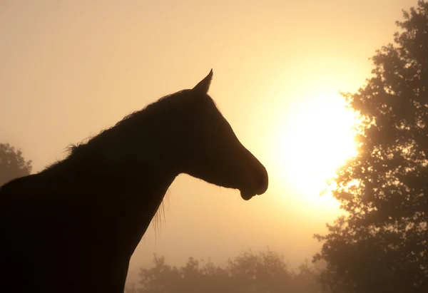 Silhouette di una bella testa di cavallo araba contro la nebbia — Foto Stock