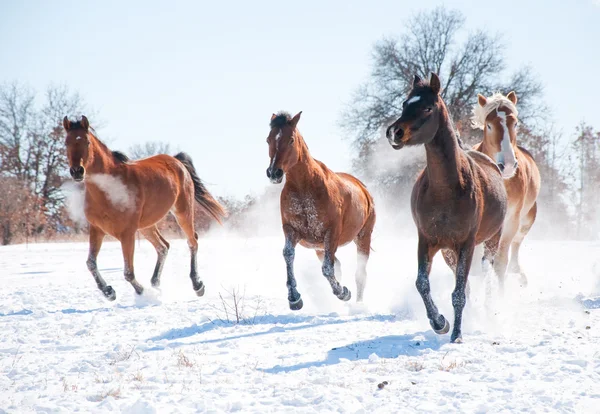Grupo de cavalos que carregam na neve em direção ao espectador — Fotografia de Stock