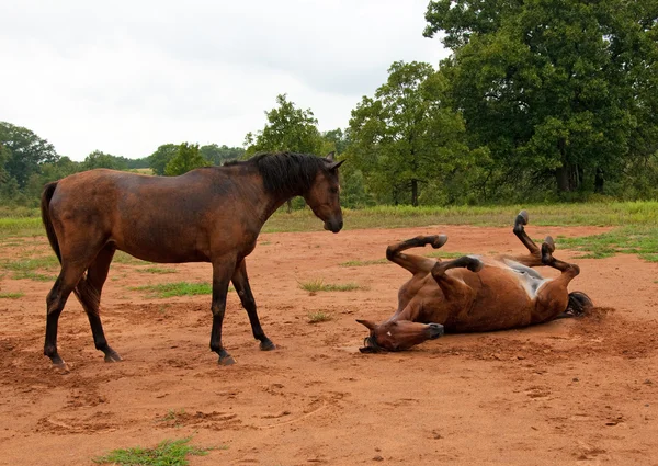 Dirt covered horse watching another enjoying a good roll in sand — Stock Photo, Image