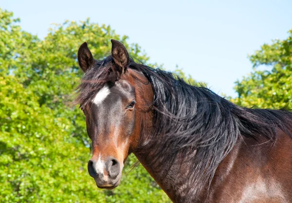 Wunderschönes dunkelbraunes arabisches Pferd, das den Betrachter anschaut — Stockfoto