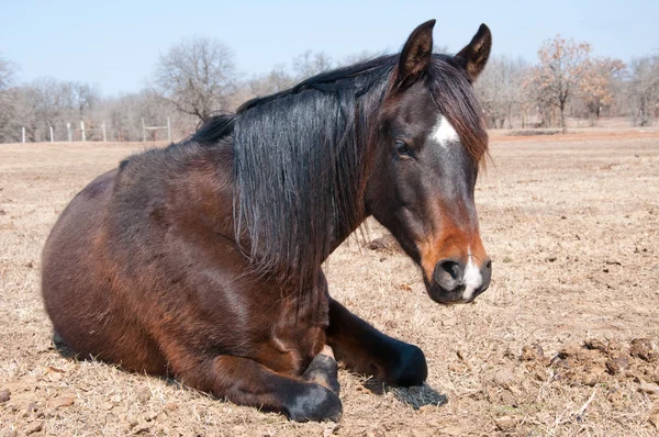 Dark bay horse in his winter coat taking a midday nap — Stock Photo, Image