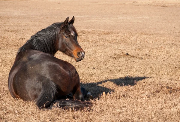 Baía escura cavalo árabe descansando na grama seca, deitado — Fotografia de Stock