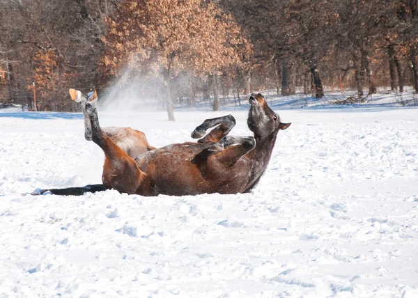 Baia scura cavallo arabo rotolando nella neve — Foto Stock