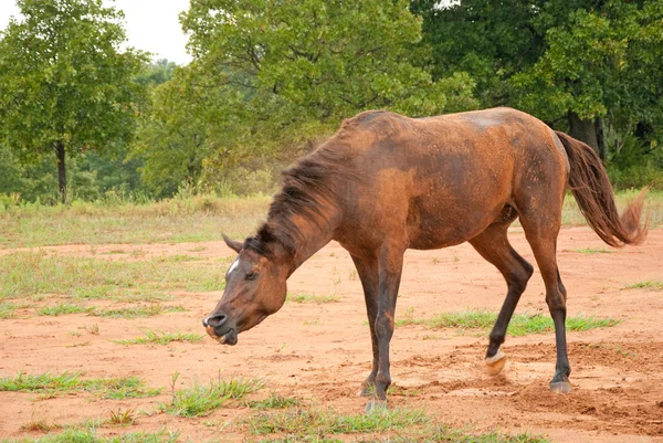Un caballo árabe de bahía oscura sacudiendo la tierra después de un agradable rollo — Foto de Stock