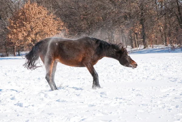 Tmavý hnědák Arabský kůň setřásl sníh po dobré roll — Stock fotografie