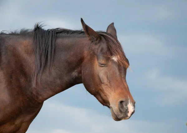 Sleeping Arabian horse against dark cloudy skies — Stock Photo, Image