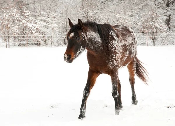 Dark bay horse covered in snow after rolling in winter — Stock Photo, Image