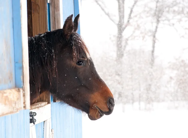 Hest i mørk bukt ser ut fra en låve i kraftig snøfall. – stockfoto