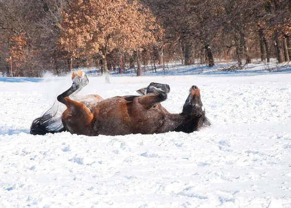 Caballo oscuro disfrutando de un buen rollo en nieve profunda — Foto de Stock
