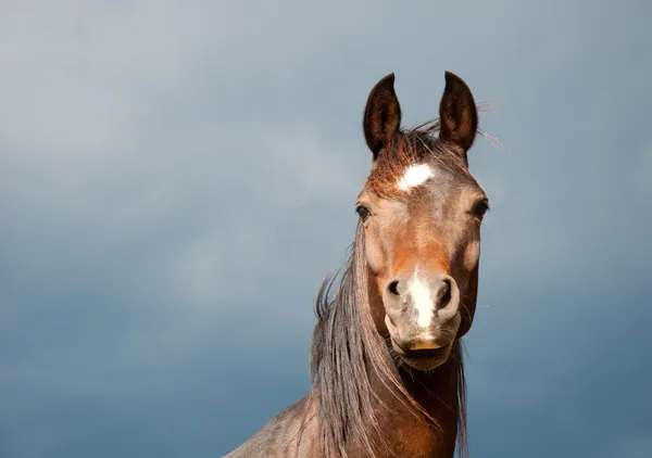 Όμορφος σκούρο κόλπο αραβικό άλογο κατά θυελλώδη σύννεφα Εικόνα Αρχείου
