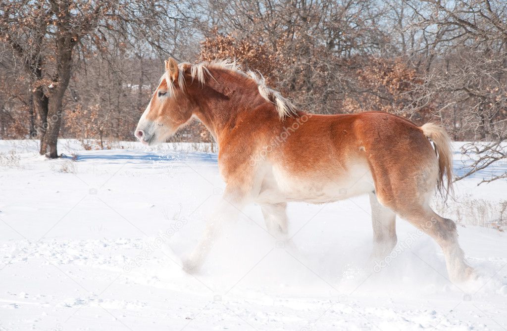 Beautiful blond Belgian Draft horse trotting through snow