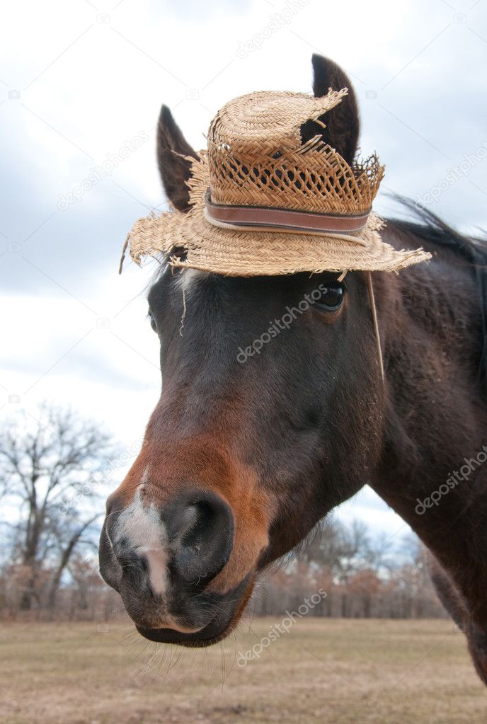 Cute little Arabian horse wearing an old, worn out straw hat — Stock