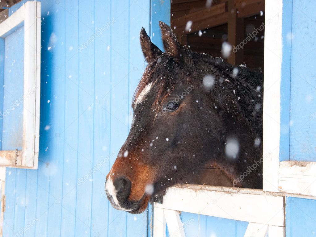 Dark bay Arabian horse looking out of a blue barn