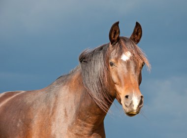 Dark bay Arabian horse against dark storm clouds clipart