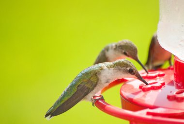 Hummingbirds home for dinner, eating nectar at the feeder clipart