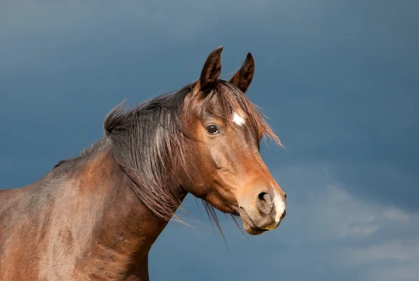 Bella baia scura cavallo arabo al sole contro le nuvole buie tempesta — Foto Stock