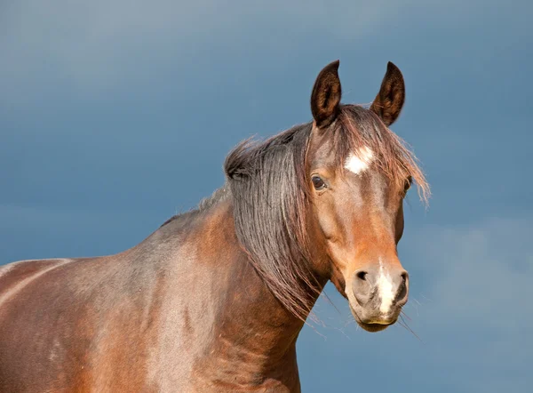 Donkere baai Arabische paard tegen donkere storm wolken — Stockfoto