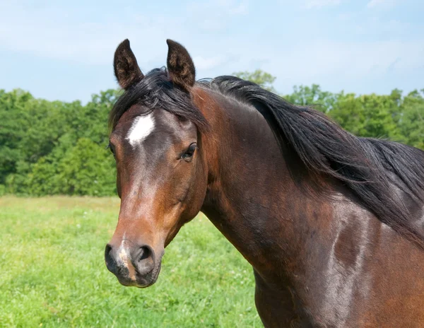 Тёмная арабская лошадь на пастбище — стоковое фото