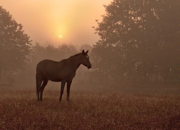 Cavalo silhueta contra o sol nascente em névoa grossa — Fotografia de Stock