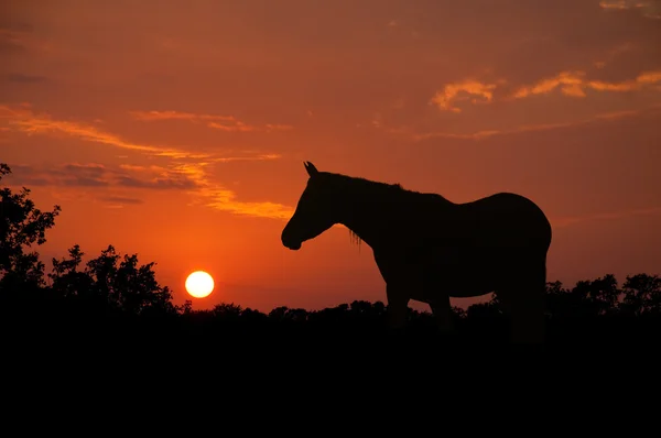 Ευγενή αραβικό άλογο Σκιαγραφία ενάντια ηλιοβασίλεμα ουρανούς — Φωτογραφία Αρχείου
