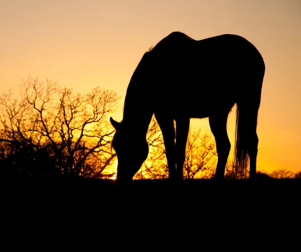 Grazing caballo silueta contra la puesta de sol — Foto de Stock